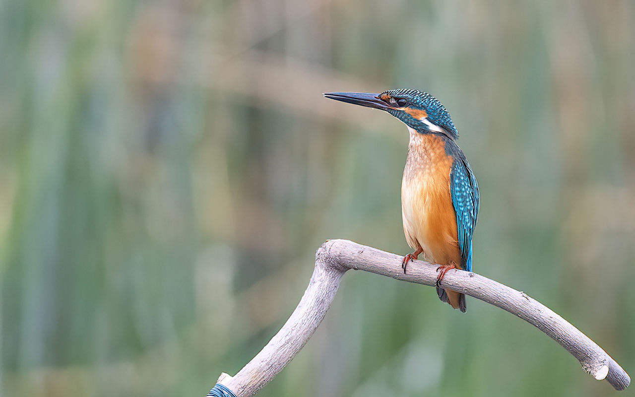 Common Kingfisher — Ana fotoğraf